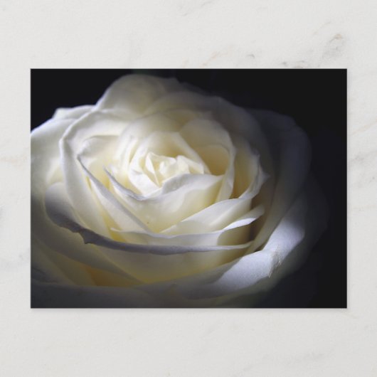 Carte Postale Rose noire et blanche (Devant)