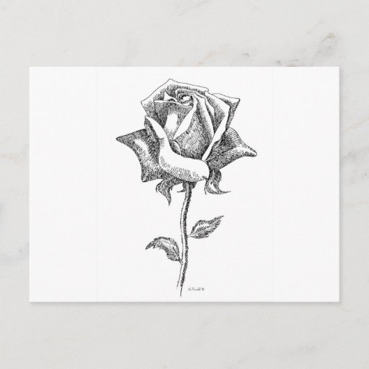Carte Postale Rose noire et blanche (Devant)
