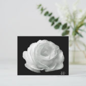 Carte Postale Rose noire et blanche (Debout devant)