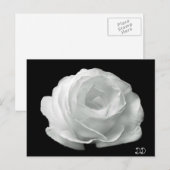Carte Postale Rose noire et blanche (Devant / Derrière)