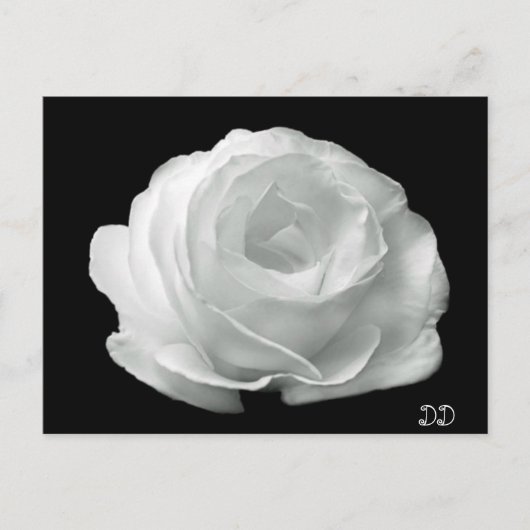 Carte Postale Rose noire et blanche (Devant)