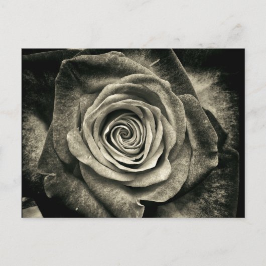 Carte Postale Rose noire et blanche vintage (Devant)