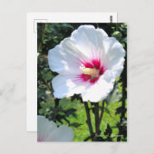 Carte Postale Rose of Sharon (Devant / Derrière)