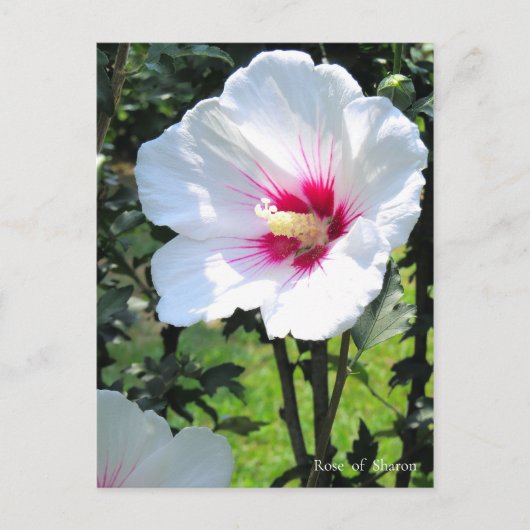 Carte Postale Rose of Sharon (Devant)
