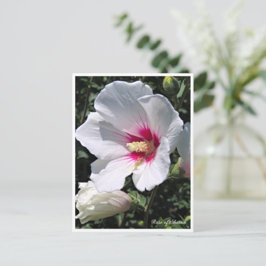 Carte Postale Rose of Sharon ポストカード (Debout devant)