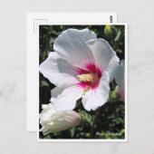 Carte Postale Rose of Sharon ポストカード (Devant / Derrière)
