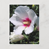 Carte Postale Rose of Sharon ポストカード (Devant)