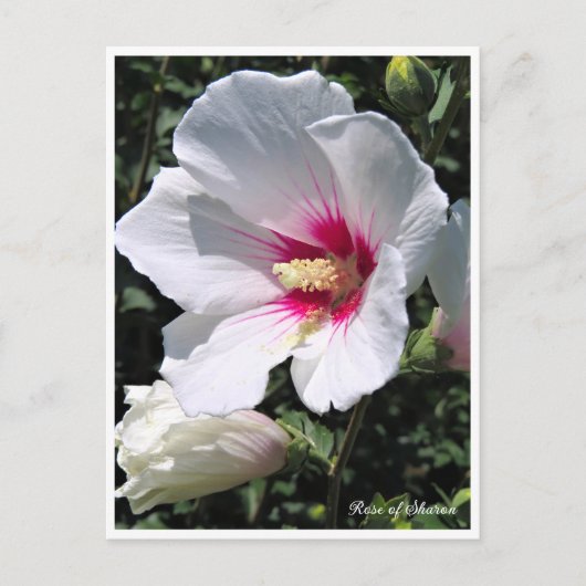 Carte Postale Rose of Sharon ポストカード (Devant)