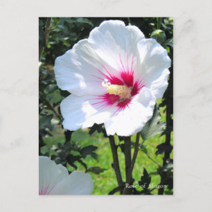 Carte Postale Rose of Sharon：Postcard