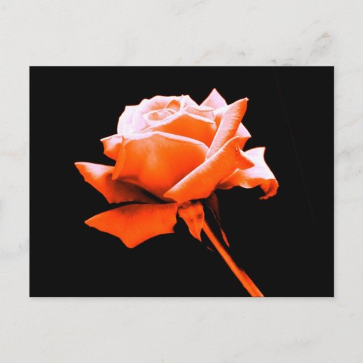 Carte Postale Rose orange (Devant)