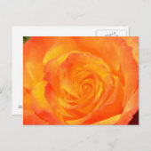 Carte postale Rose Orange (Devant / Derrière)