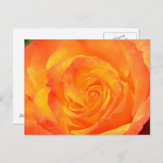 Carte postale Rose Orange (Devant / Derrière)