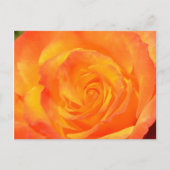 Carte postale Rose Orange (Devant)