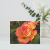 Carte Postale Rose orange (Debout devant)