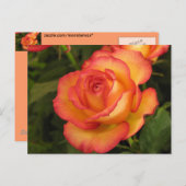 Carte Postale Rose orange (Devant / Derrière)