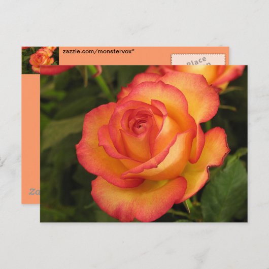 Carte Postale Rose orange (Devant / Derrière)