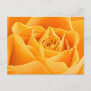 Carte Postale Rose orange