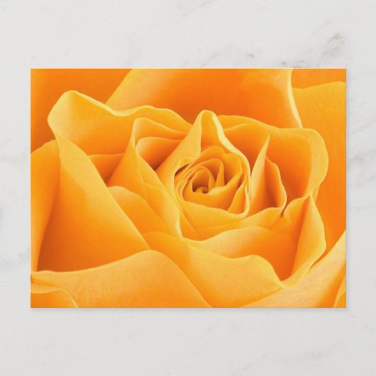 Carte Postale Rose orange (Devant)