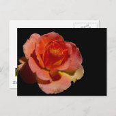 Carte Postale Rose orange (Devant / Derrière)