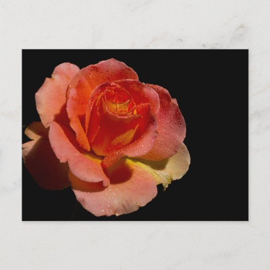 Carte Postale Rose orange (Devant)