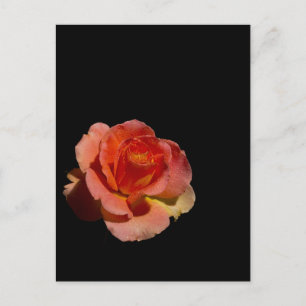 Carte Postale Rose orange 2