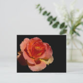 Carte Postale Rose orange 2 (Debout devant)