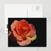 Carte Postale Rose orange 2 (Devant / Derrière)