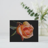 Carte Postale Rose Orange 3 (Debout devant)