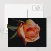 Carte Postale Rose Orange 3 (Devant / Derrière)