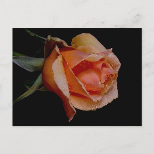 Carte Postale Rose Orange 3 (Devant)