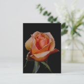 Carte Postale Rose orange 3 (Debout devant)