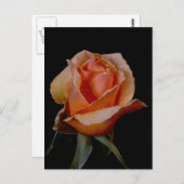 Carte Postale Rose orange 3 (Devant / Derrière)