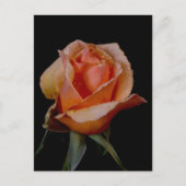 Carte Postale Rose orange 3 (Devant)
