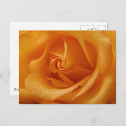 Carte Postale Rose orange clair (Devant / Derrière)