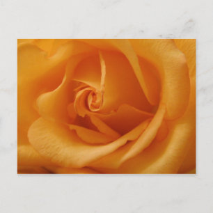 Carte Postale Rose orange clair
