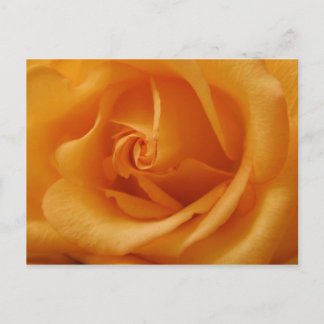 Carte Postale Rose orange clair