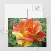 Carte Postale Rose orange et jaune 1 (Devant / Derrière)