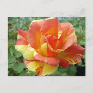 Carte Postale Rose orange et jaune 1