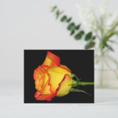Carte Postale Rose orange-jaune (Debout devant)