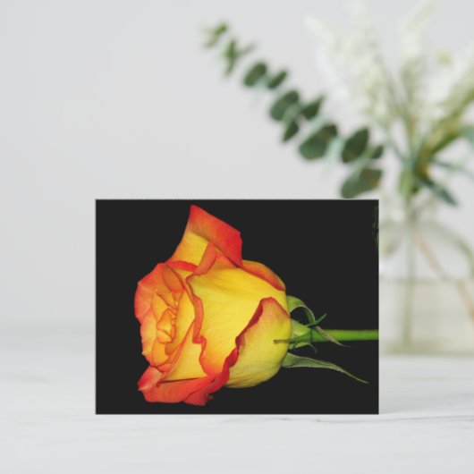 Carte Postale Rose orange-jaune (Debout devant)