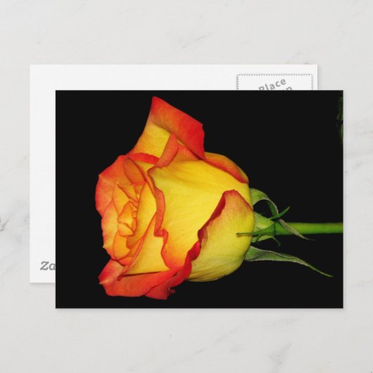 Carte Postale Rose orange-jaune (Devant / Derrière)