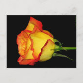 Carte Postale Rose orange-jaune (Devant)