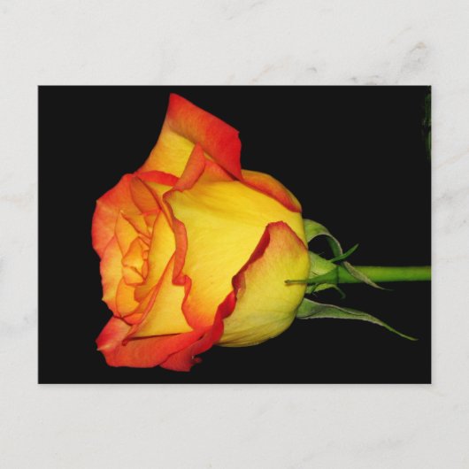Carte Postale Rose orange-jaune (Devant)
