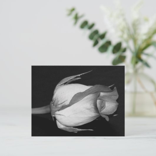 Carte Postale Rose orange-jaune (Debout devant)