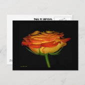 Carte Postale Rose orange/jaune (Devant / Derrière)
