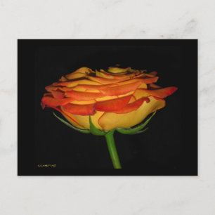 Carte Postale Rose orange/jaune