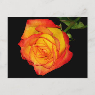 Carte Postale Rose orange-jaune