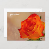 Carte postale rose orange simple (Devant / Derrière)
