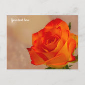 Carte postale rose orange unique (Devant)