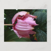 Rose orchidée (Orchidée rose) - Martinique, FWI